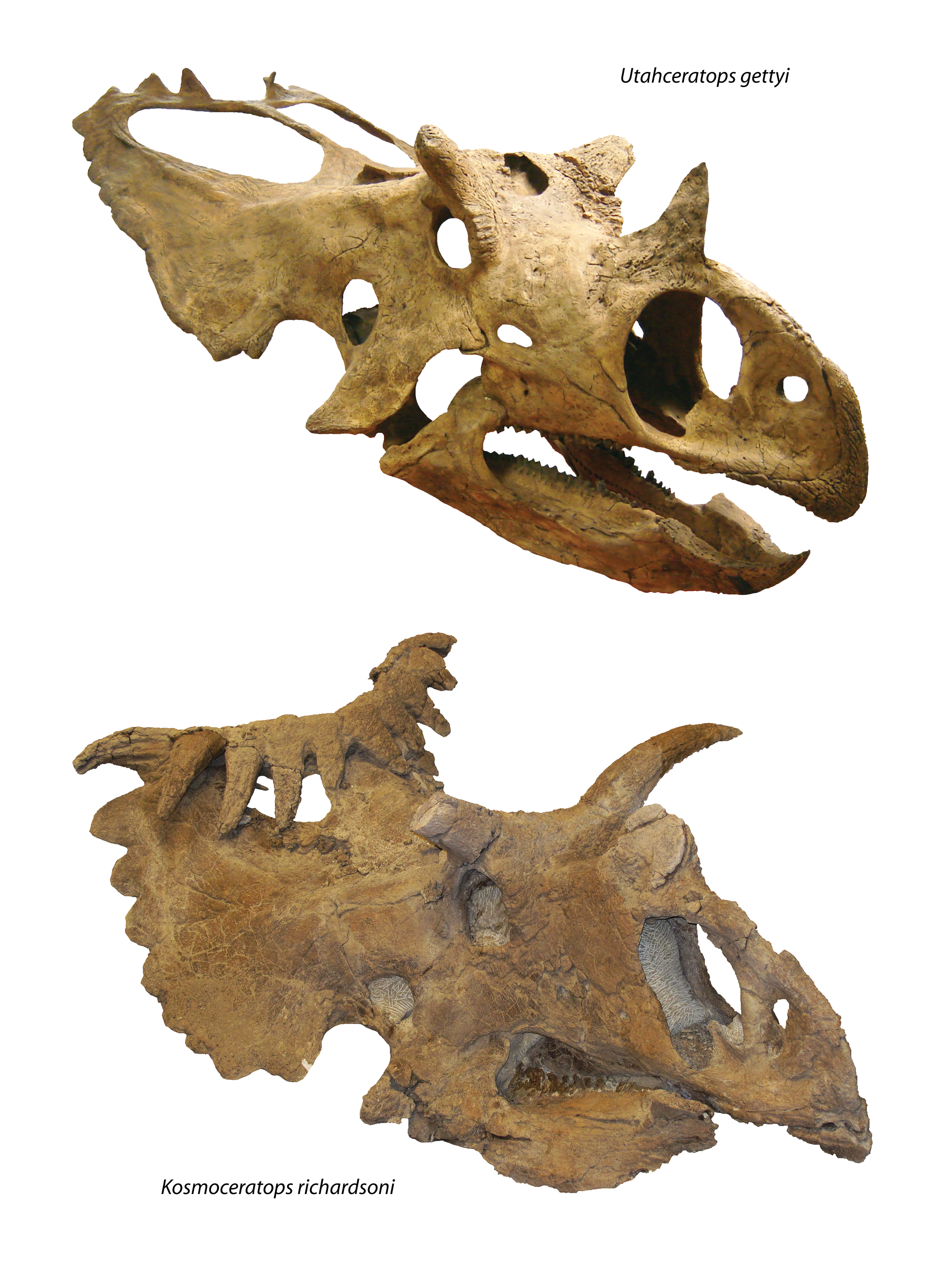Utahceratops Kosmoceratops Utahceratops Kosmoceratops